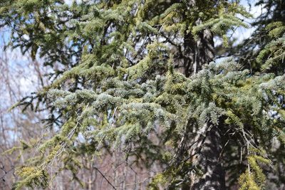 Picea glauca, photographed by Syd Cannings