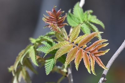 Sorbaria sorbifolia, photographed by Tristan Jobin