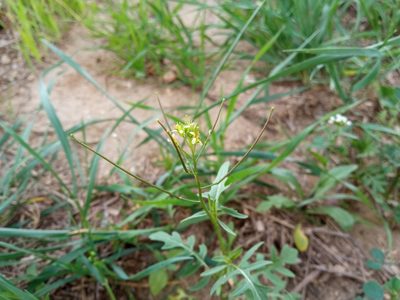 Sisymbrium irio, photographed by Josep Gesti