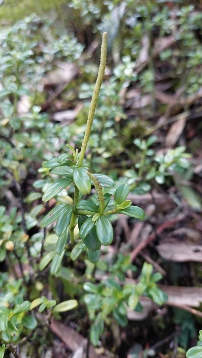 Peperomia ilaloensis, photographed by Juan Carlos Caicedo Hernández