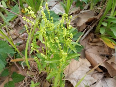 Mercurialis annua, photographed by Josep Gesti