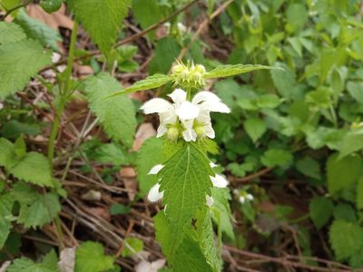 Lamium flexuosum, photographed by Josep Gesti