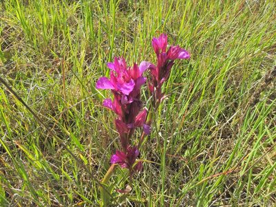 Anacamptis papilionacea, photographed by Sara Navarro