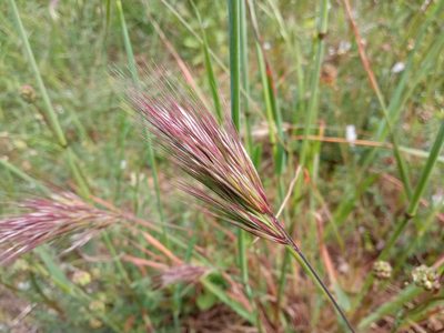 Bromus rubens