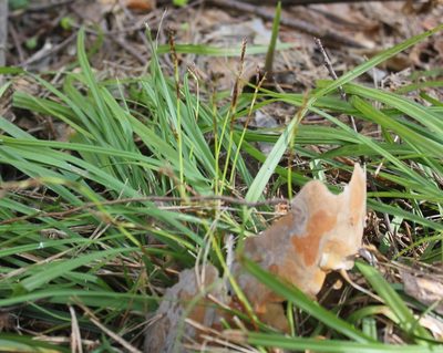 Carex digitata, photographed by Daria
