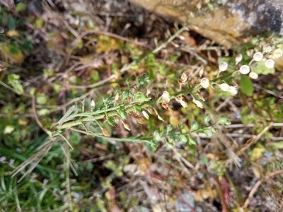 Alyssum alyssoides