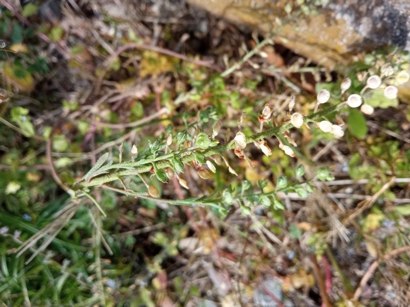 Alyssum alyssoides, photographed by Josep Gesti