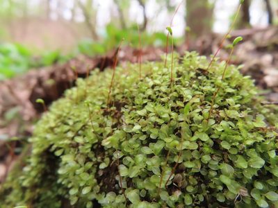 Rhizomnium punctatum, photographed by Mila C.