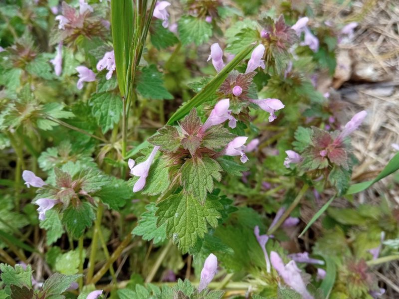 Lamium hybridum, photographed by Josep Gesti