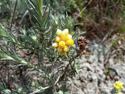 Helichrysum stoechas, photographed by Josep Gesti