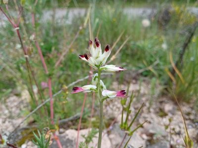Fumaria capreolata, photographed by Josep Gesti