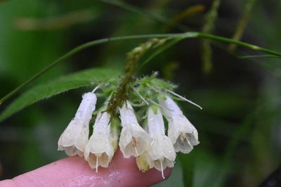 Symphytum grandiflorum, photographed by Марина Садыкова
