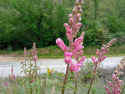 Antirrhinum majus, photographed by Josep Gesti