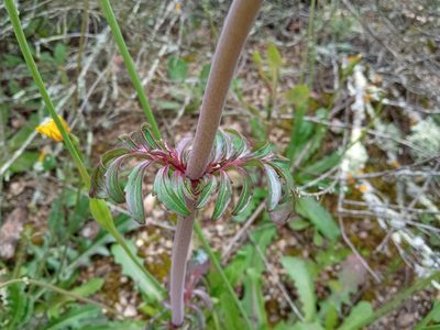 Valeriana calcitrapae, photographed by Josep Gesti