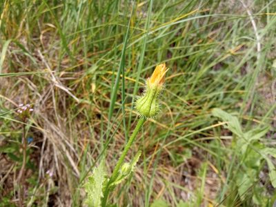 Urospermum picroides, photographed by Josep Gesti