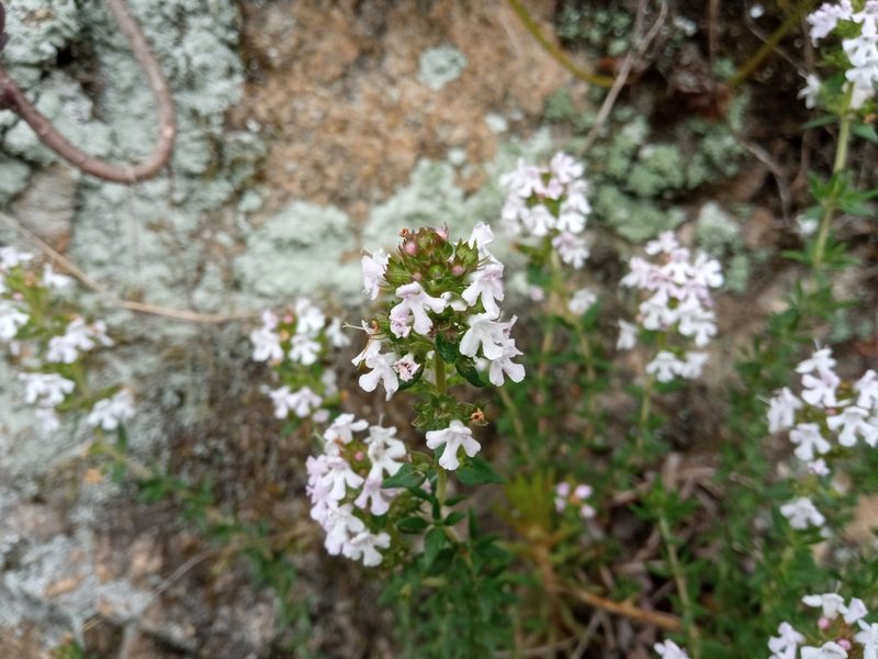 Thymus vulgaris, photographed by Josep Gesti