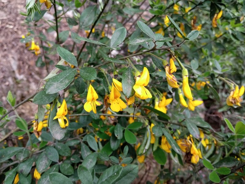 Cytisus villosus, photographed by Josep Gesti