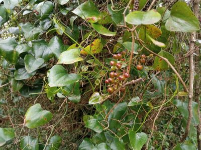 Smilax aspera, photographed by Josep Gesti