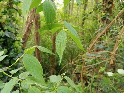 Celtis australis, photographed by Josep Gesti