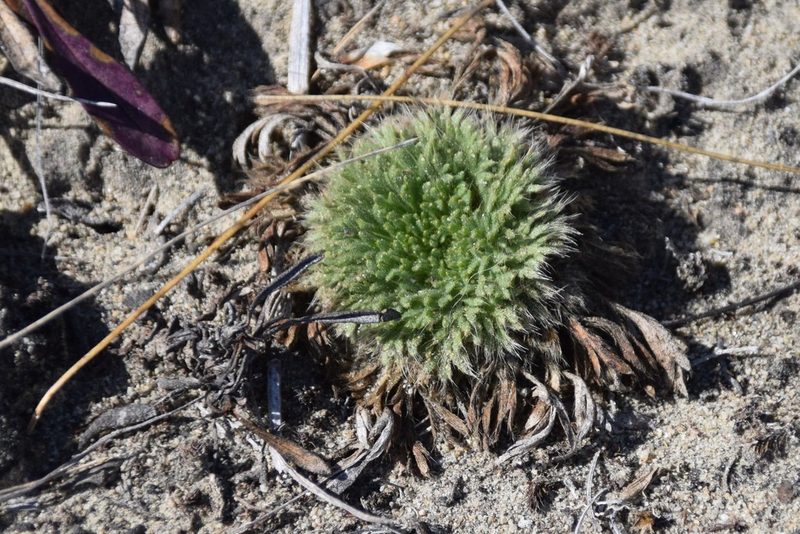 Chamaerhodos erecta, photographed by Syd Cannings