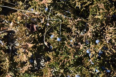 Juniperus horizontalis, photographed by Syd Cannings