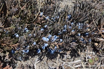 Juniperus horizontalis, photographed by Syd Cannings
