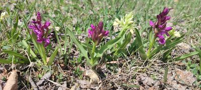 Dactylorhiza sambucina, photographed by xulescu_g