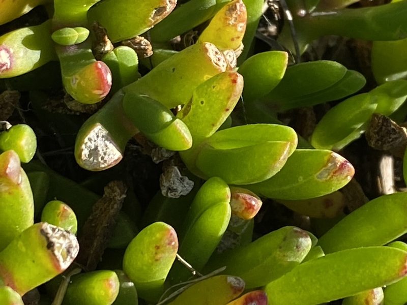 Disphyma crassifolium, photographed by Christina