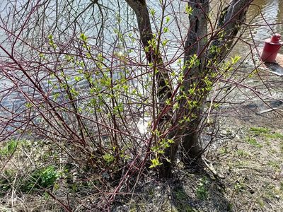 Cornus alba, photographed by Egor Filippov