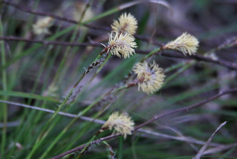 Carex pediformis, photographed by Нурхайдарова Татьяна