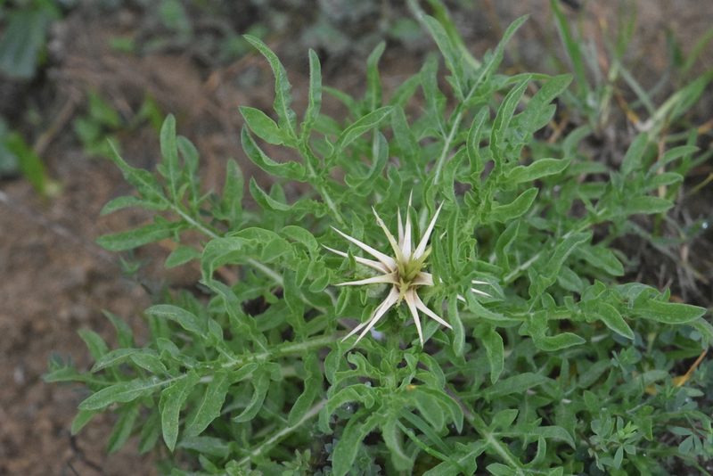 Centaurea iberica, photographed by Марина Садыкова