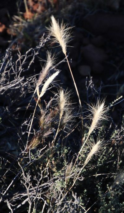 Aristida congesta, photographed by Tony Rebelo