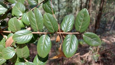 Xylosma spiculifera, photographed by Juan Carlos Caicedo Hernández