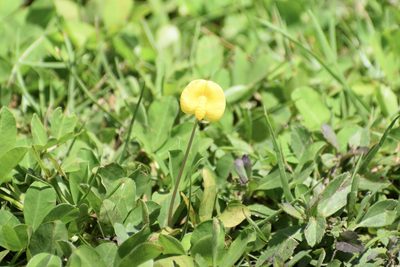Arachis pintoi, photographed by Neli Kanonerova