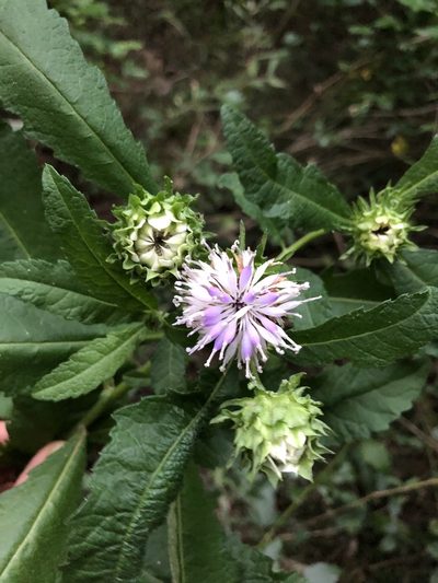 Baccharoides adoensis, photographed by Sunčana Bradley