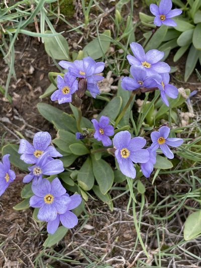 Primula cusickiana, photographed by Mark Pollock