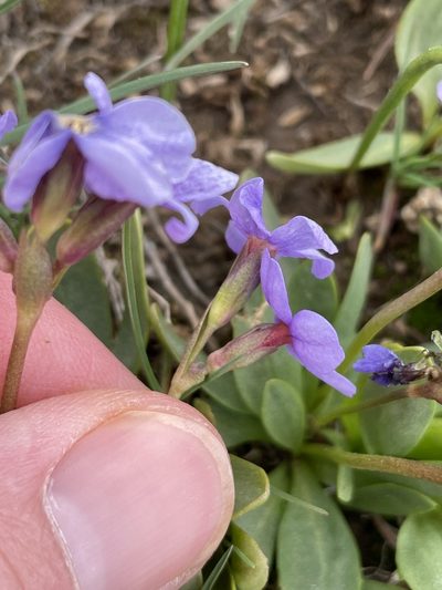 Primula cusickiana, photographed by Mark Pollock