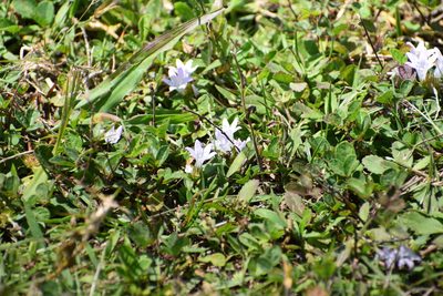 Richardia grandiflora, photographed by Neli Kanonerova