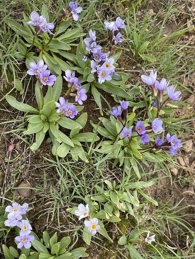 Primula cusickiana, photographed by Mark Pollock