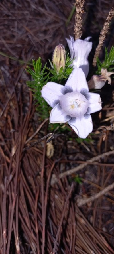 Roella maculata, photographed by Adele SL