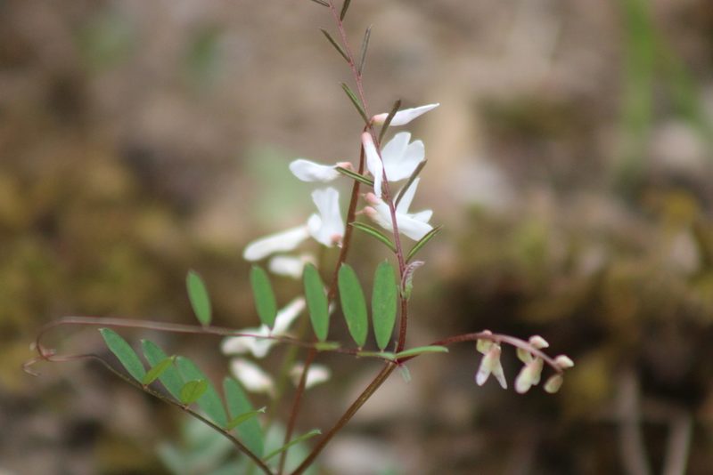 Vicia caroliniana, photographed by Robert Harris
