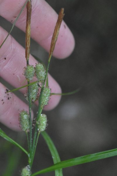 Carex grioletii, photographed by Марина Садыкова