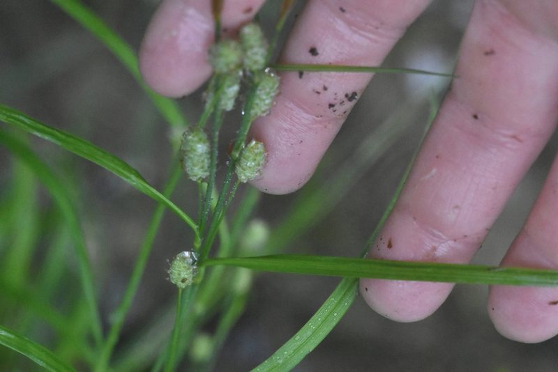 Carex grioletii, photographed by Марина Садыкова