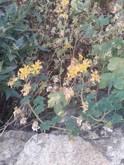 Tropaeolum seemannii, photographed by ARIANA VILLAFAN ROJAS