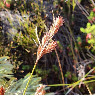 Thamnochortus gracilis, photographed by Corli du Toit Smith