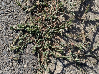 Polygonum aviculare, photographed by Dave Richardson