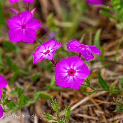Phlox drummondii, photographed by tcantrell52