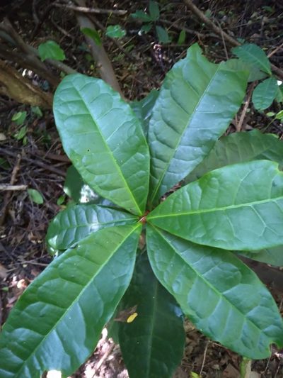 Acridocarpus natalitius, photographed by Rosemary Harrison