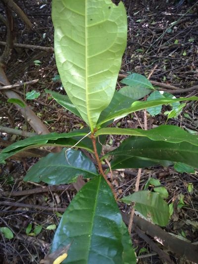 Acridocarpus natalitius, photographed by Rosemary Harrison