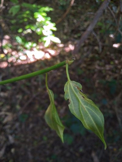 Scepocarpus trinervis, photographed by Rosemary Harrison